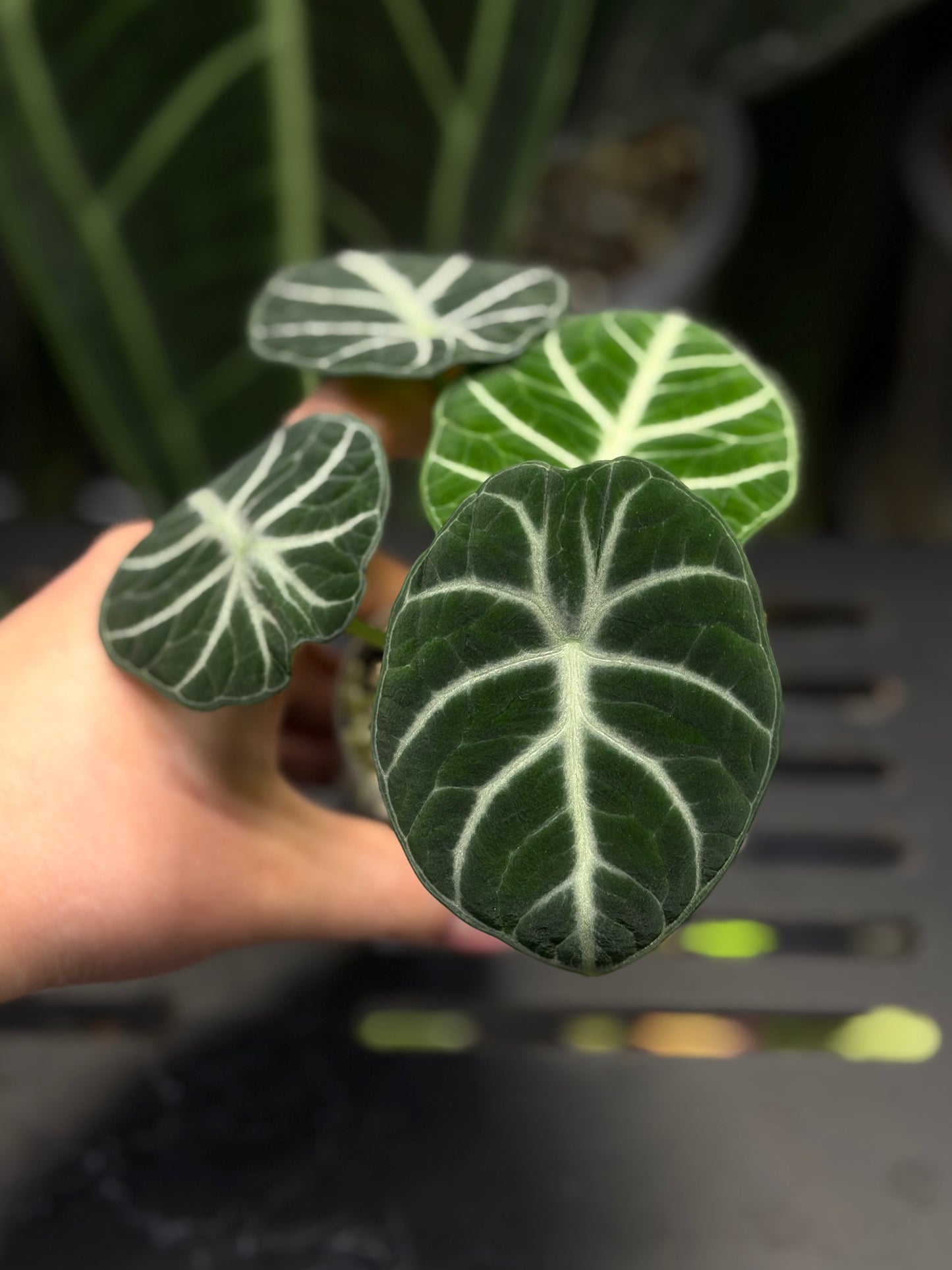 Alocasia Ninja Nr.2