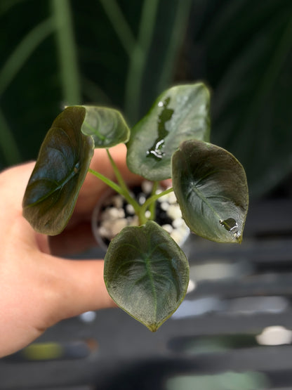 Alocasia Cuprea Nr.2
