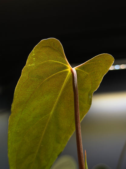 Anthurium 'RL' by Jay Vannini x self Cutting Nr.2