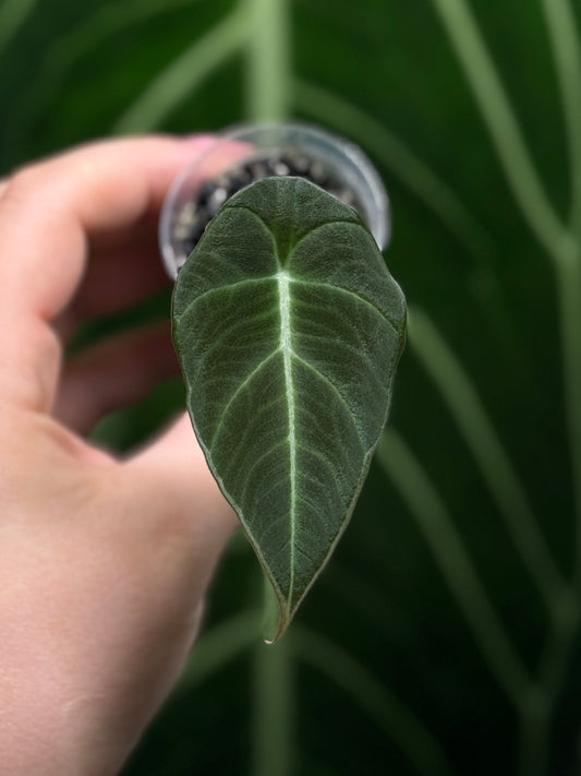 Alocasia Black Velvet Nr.3