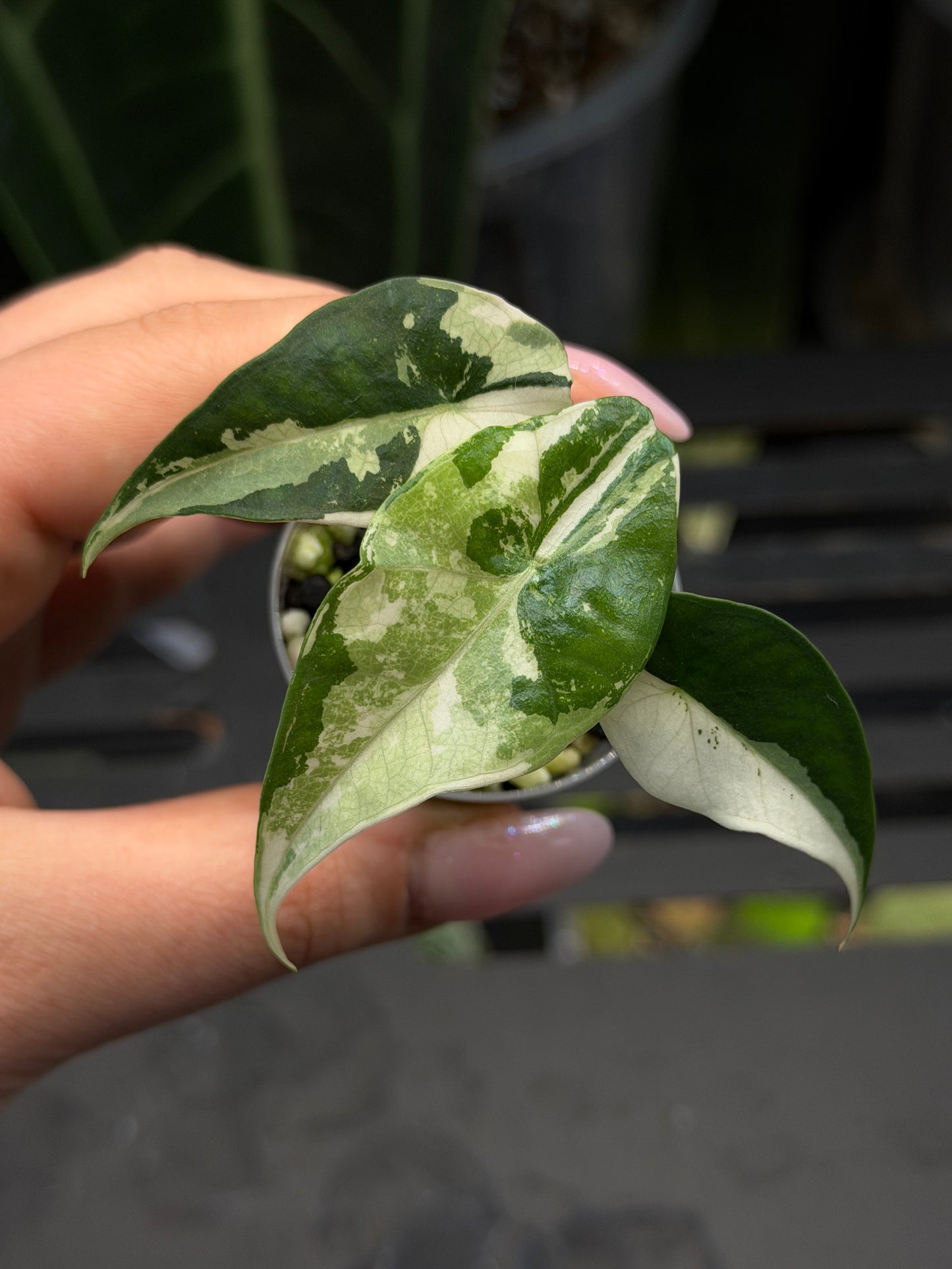 Alocasia Simpo Albo Variegata Nr.1