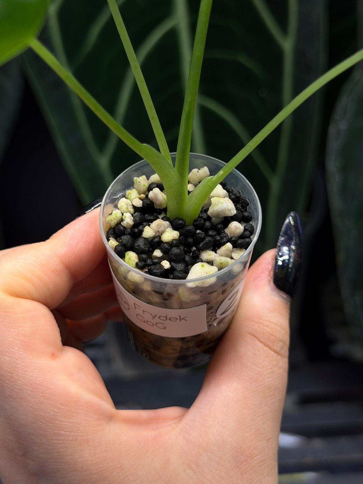 Alocasia Frydek Green on Green Low Variegata Nr.2