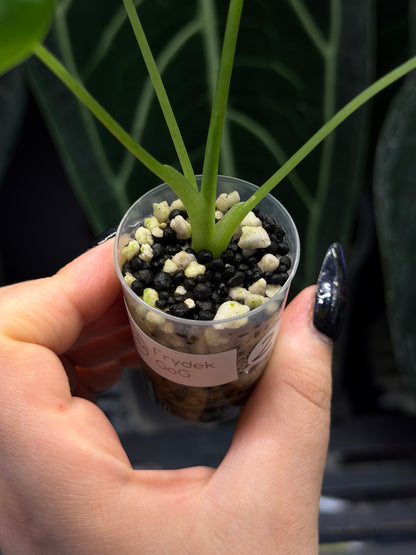 Alocasia Frydek Green on Green Low Variegata Nr.2