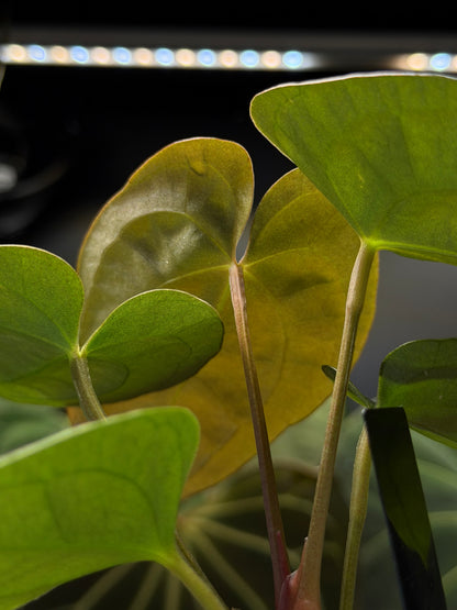 Anthurium (Luxurians x Magnificum) X (Papillilaminum Dark) Nr.1
