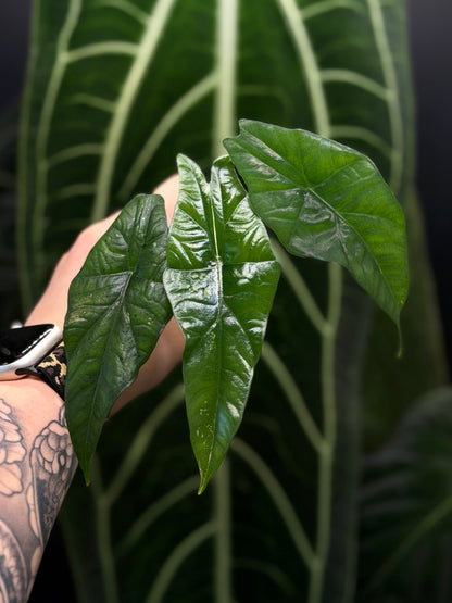 Alocasia Simpo Albo Low Variegata Nr.2