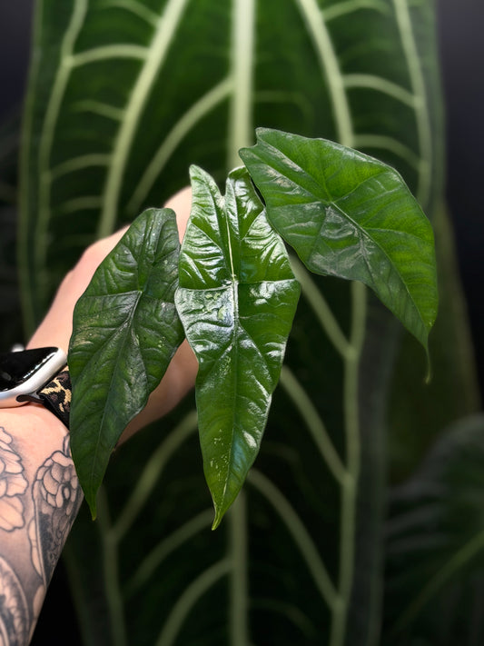 Alocasia Simpo Albo Low Variegata Nr.2