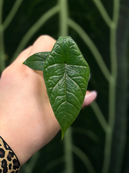 Alocasia Scalprum Nr.1