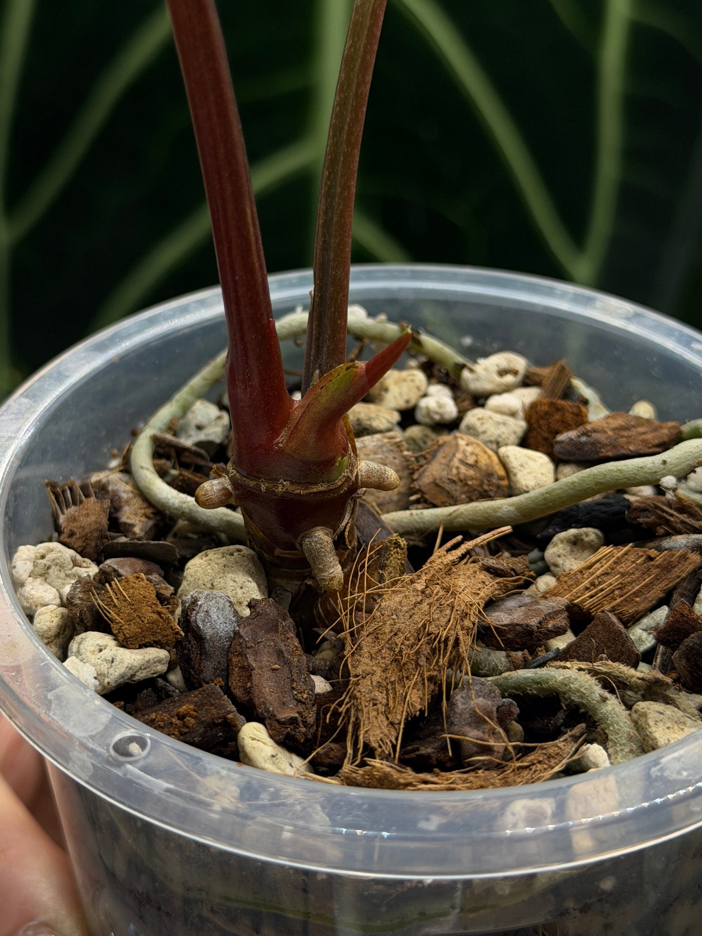 Anthurium Regale x Luxurians