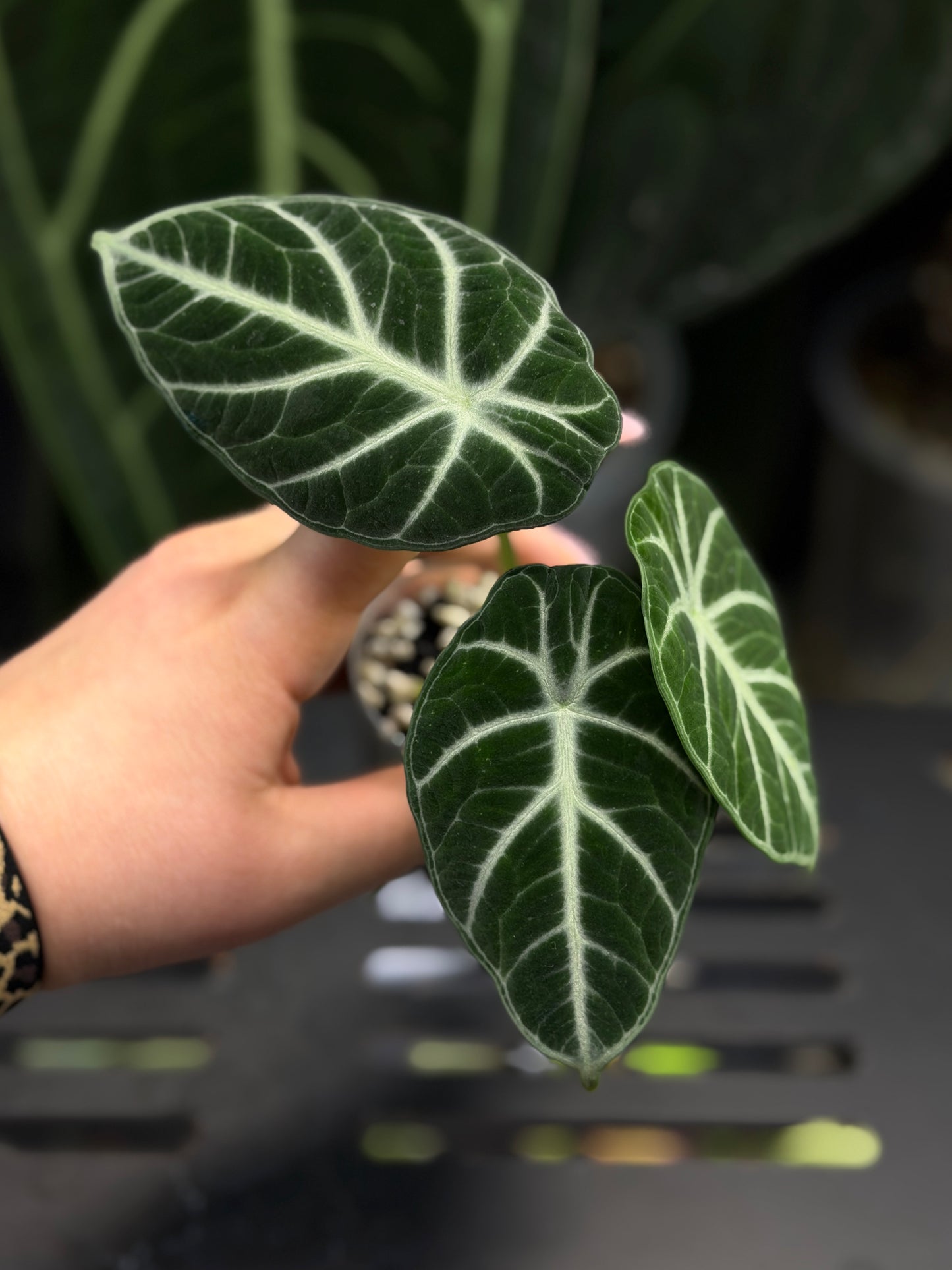 Alocasia Ninja Nr.3