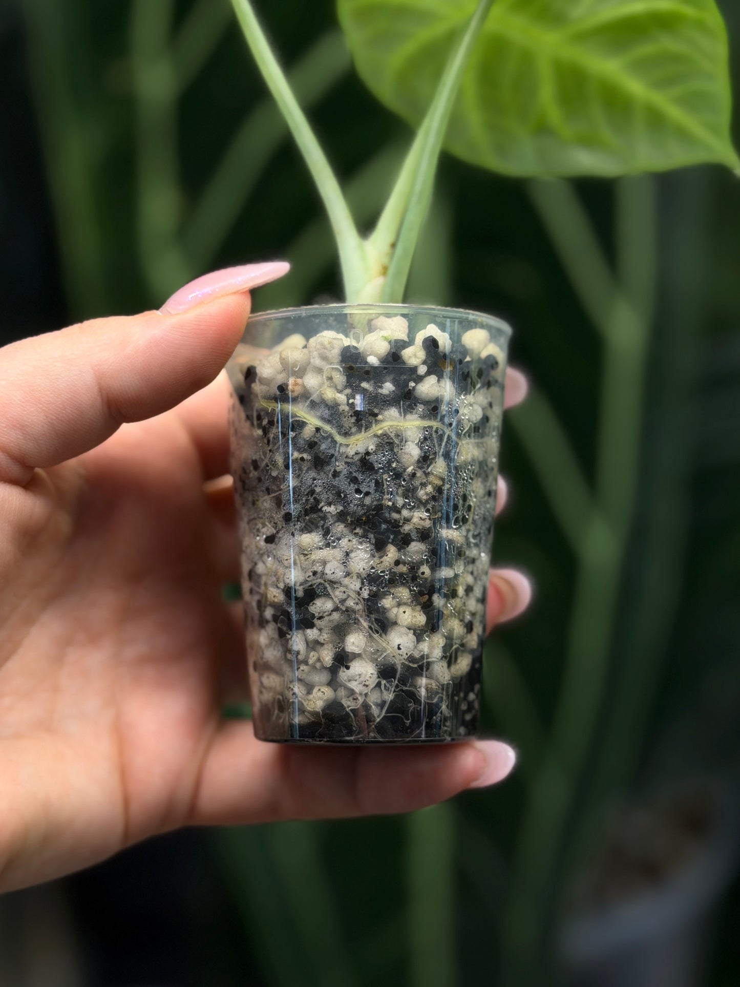 Alocasia Ninja Nr.3