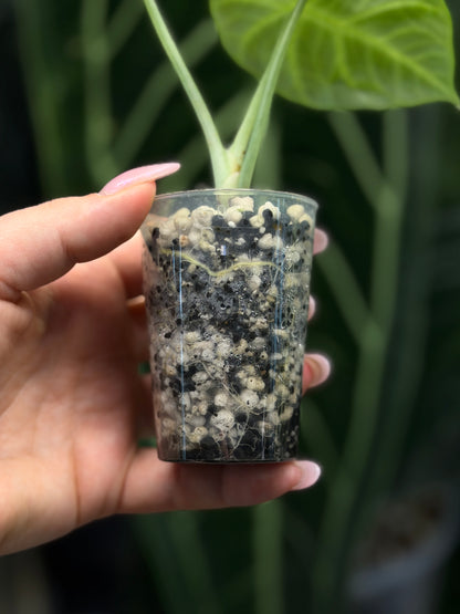Alocasia Ninja Nr.3