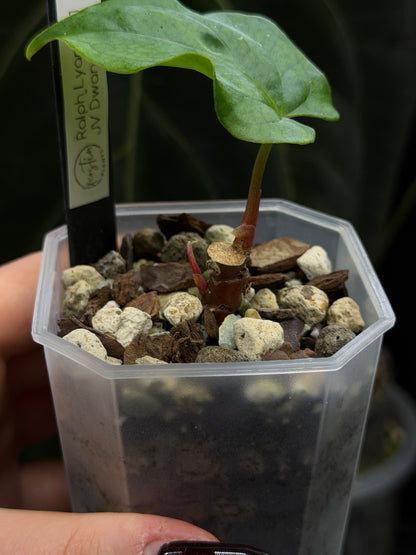 Anthurium 'RL' by Jay Vannini x self Cutting Nr.1