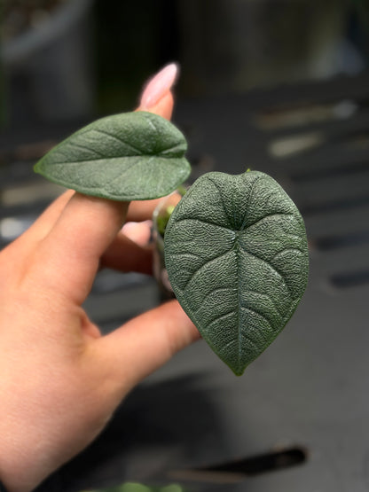 Alocasia Melo Nr.1