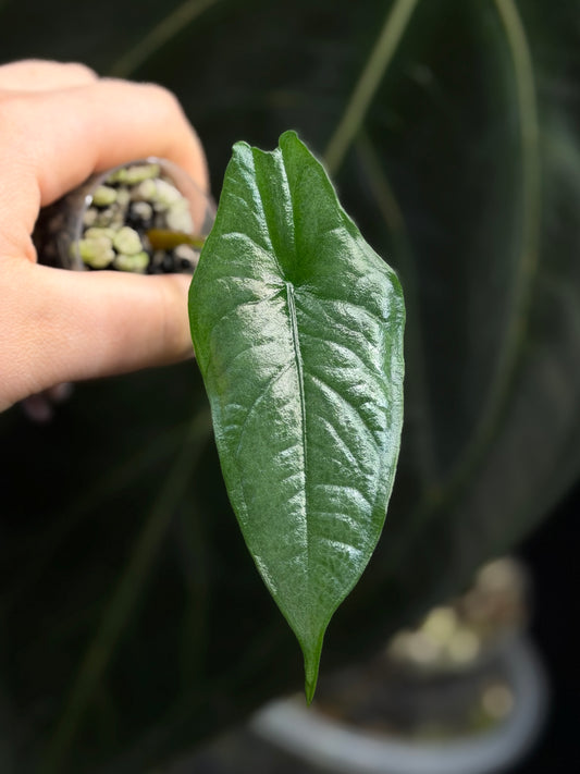 Alocasia Heterophylla 'Dragons Breath' Nr.6