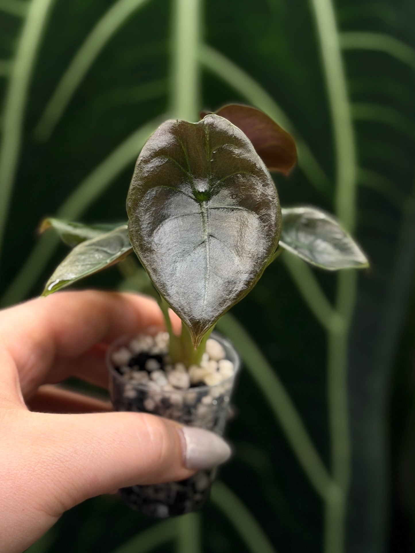 Alocasia Cuprea Nr.2