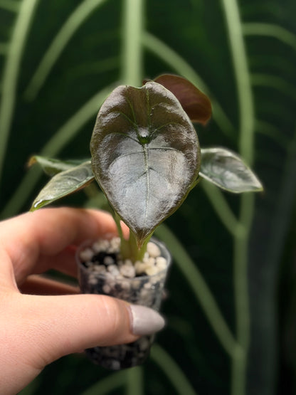 Alocasia Cuprea Nr.2