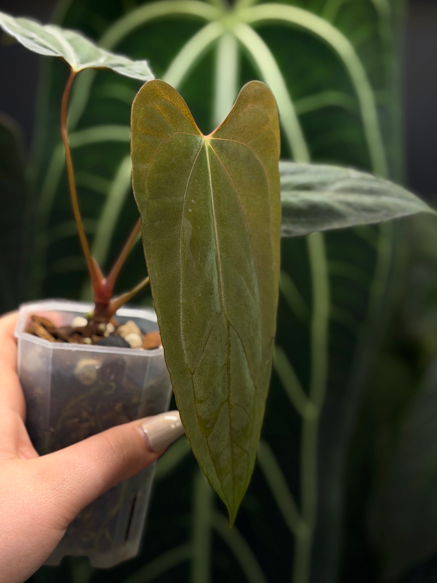 Anthurium NoID
