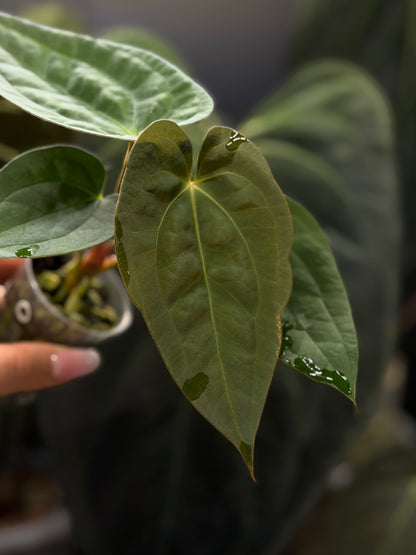 Anthurium (Luxurians x Magnificum) X (Papillilaminum Dark) Nr.1