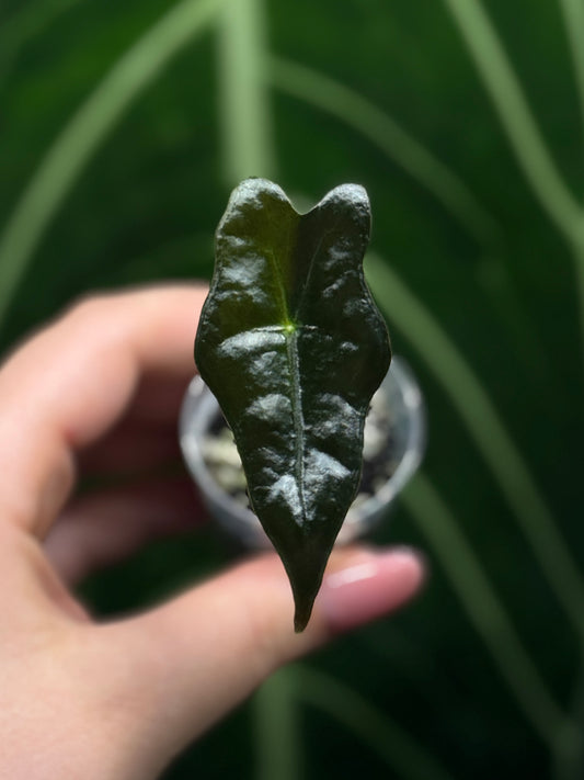 Alocasia Sanderiana Nobilis Nr.1