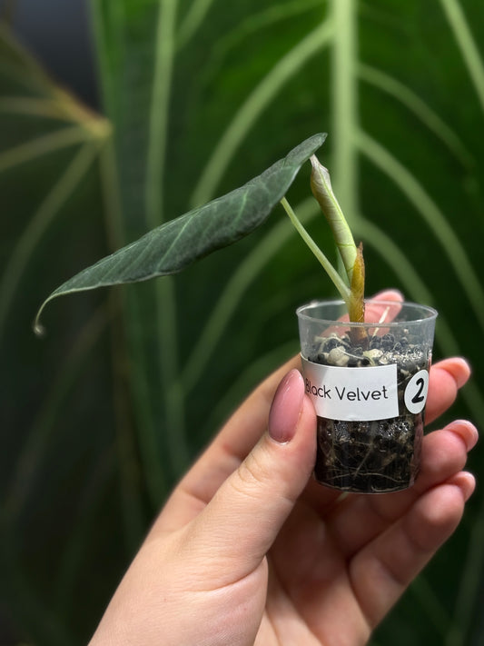 Alocasia Black Velvet Nr.2