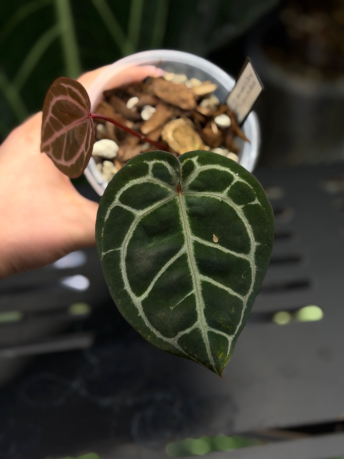 Anthurium (Michelle X DocBlock Zara) 28 X DocBlock Zara Cutting Nr.2