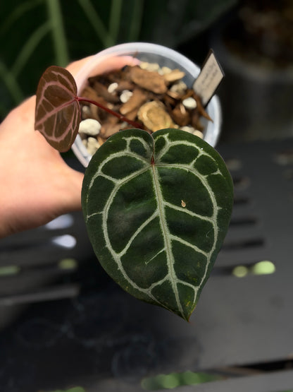 Anthurium (Michelle X DocBlock Zara) 28 X DocBlock Zara Cutting Nr.2