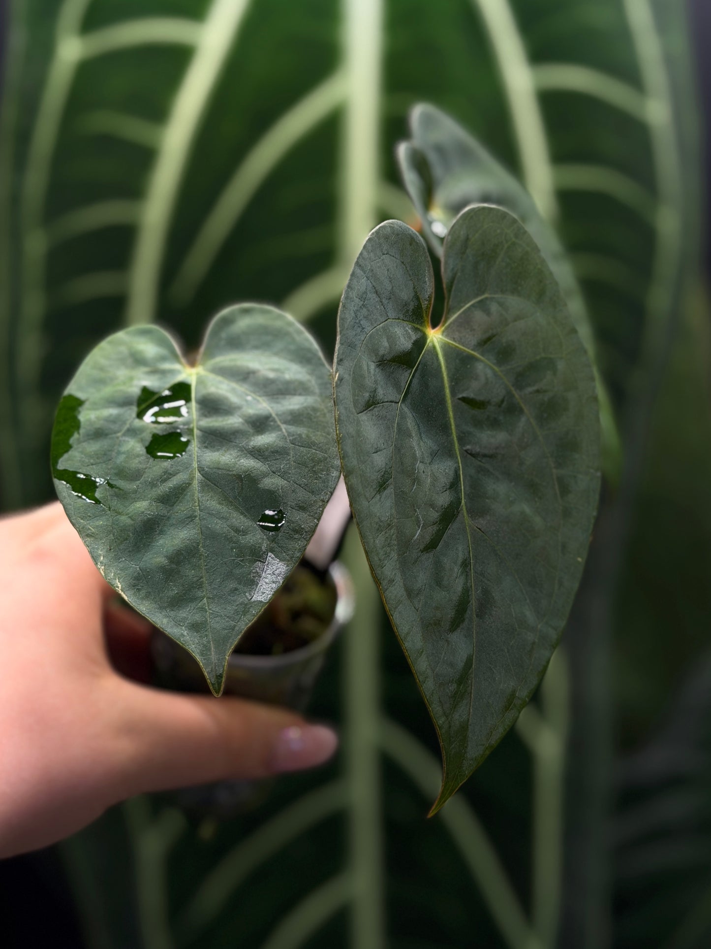 Anthurium (Luxurians x Magnificum) X (Papillilaminum Dark)