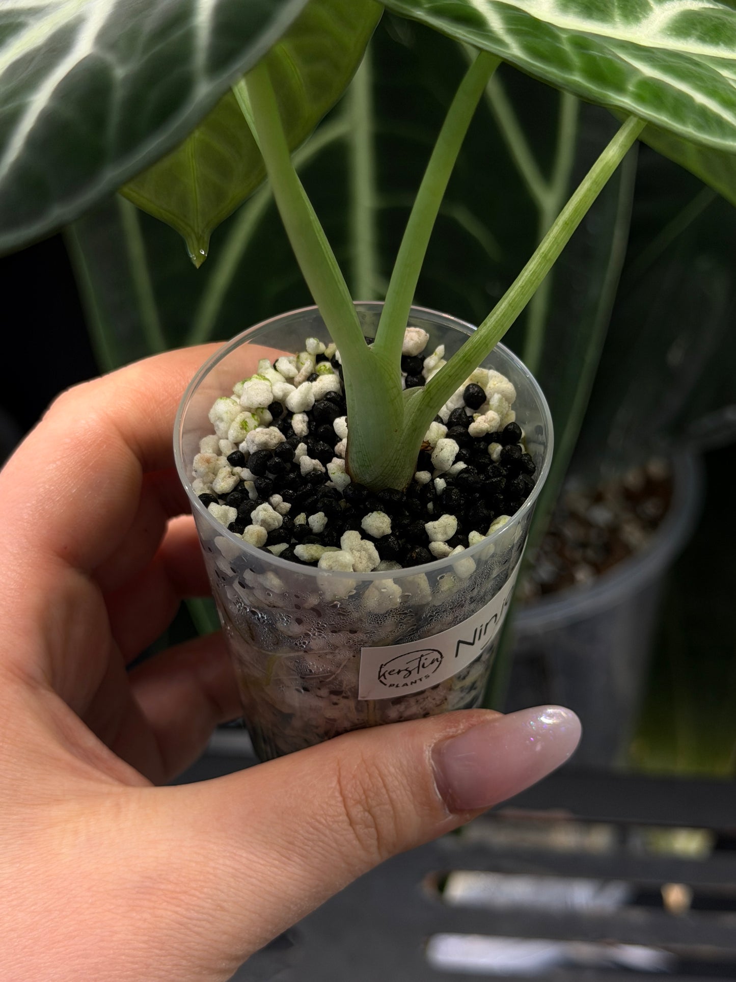 Alocasia Ninja Nr.2
