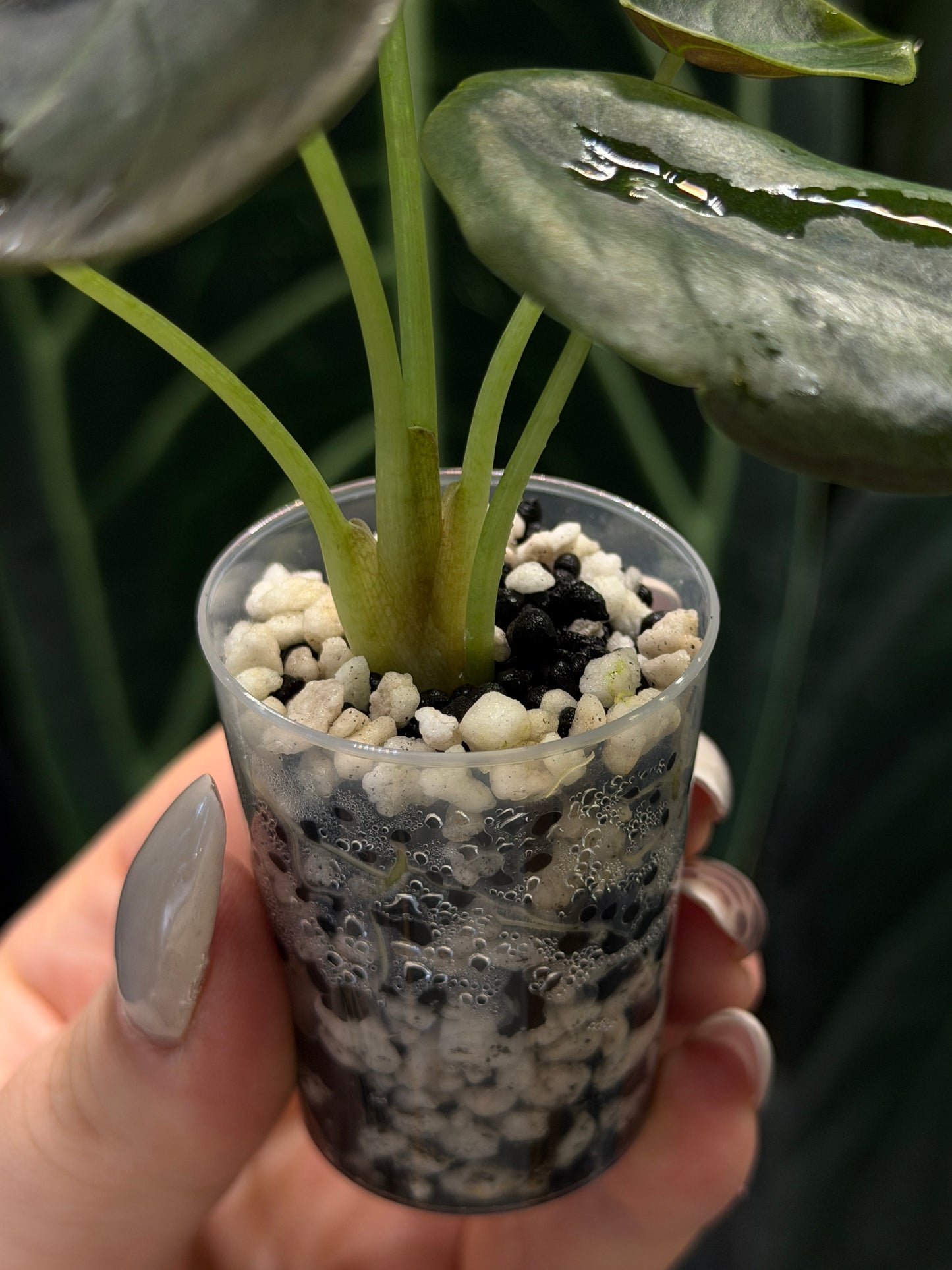 Alocasia Cuprea Nr.2