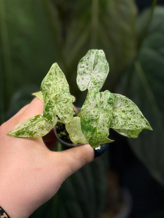 Alocasia  Odora Batik Nr.5