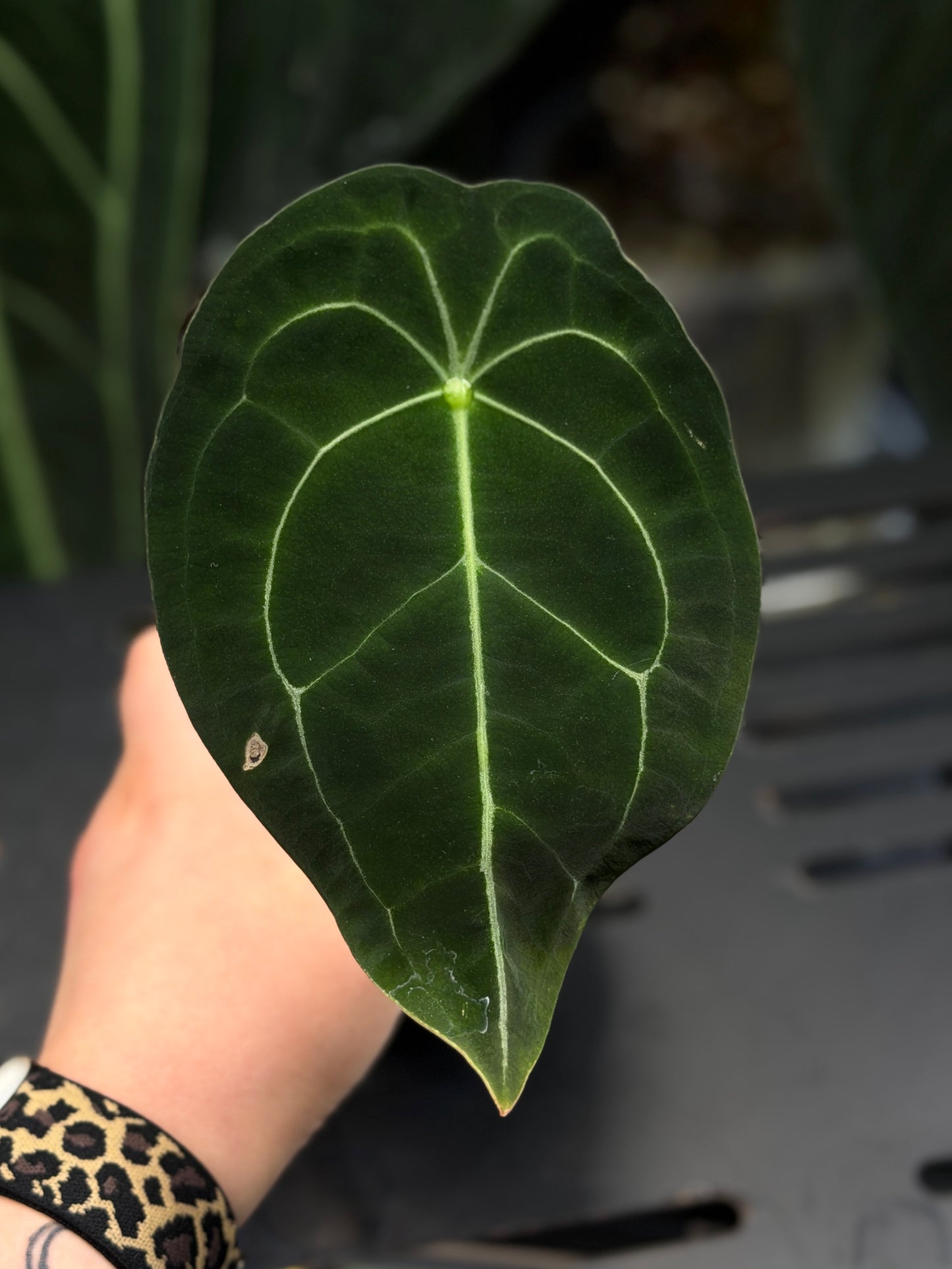 Anthurium Forgetii Cutting Nr.1