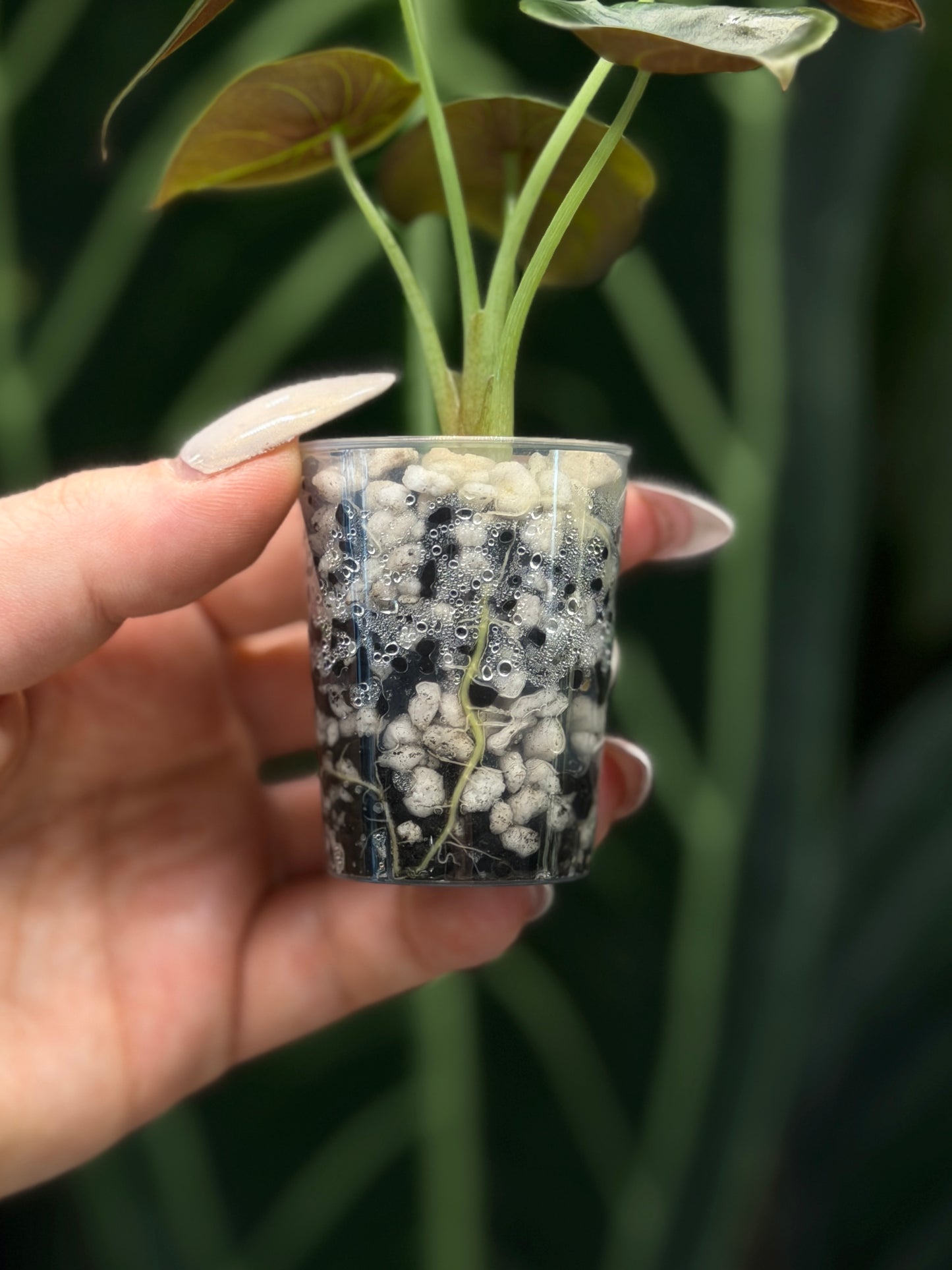 Alocasia Cuprea Nr.2