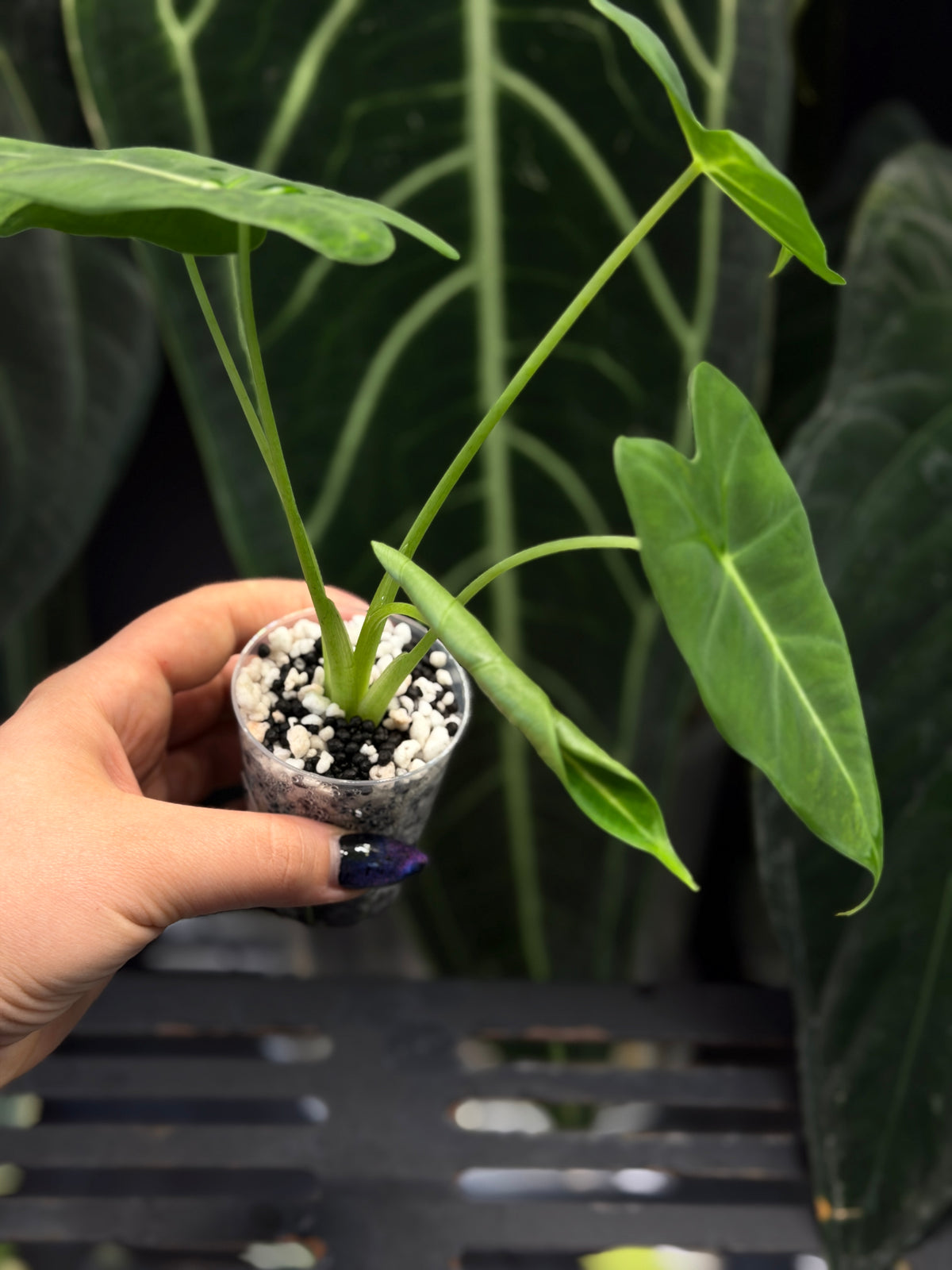 Alocasia Frydek Green on Green Low Variegata Nr.1