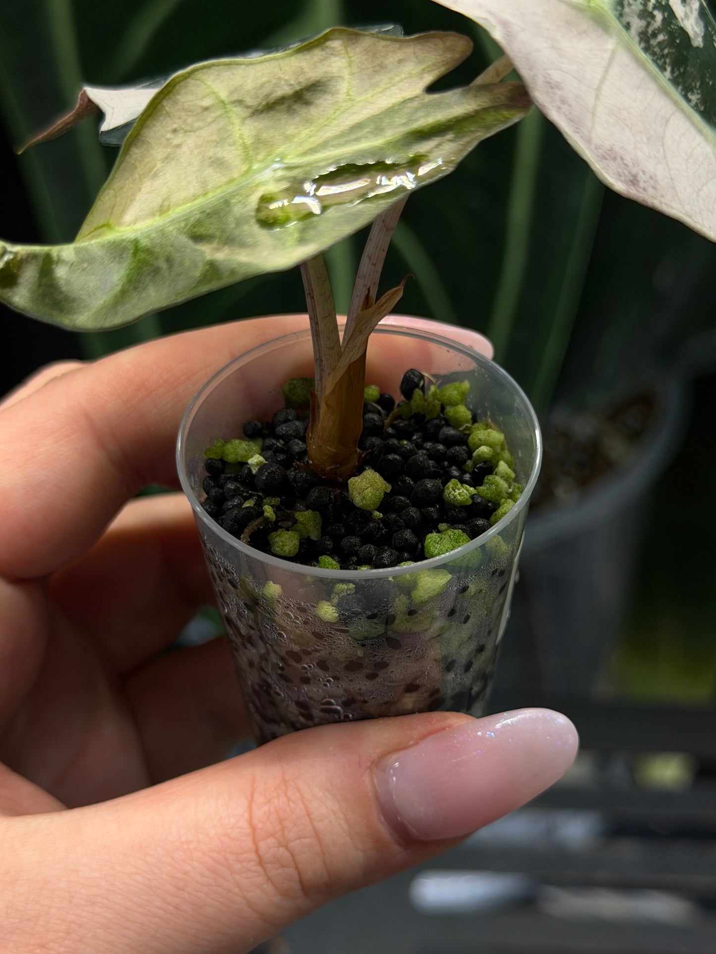 Alocasia Amazonica Pink Variegata