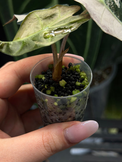 Alocasia Amazonica Pink Variegata