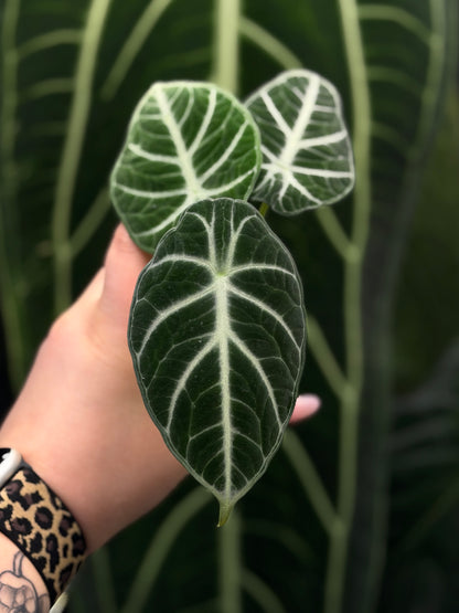 Alocasia Ninja Nr.3