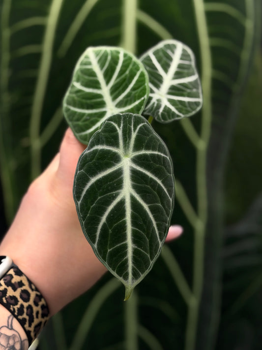 Alocasia Ninja Nr.3