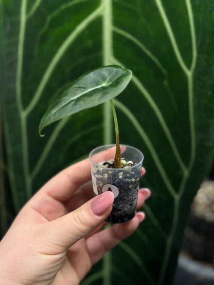 Alocasia Watsoniana Nr.1