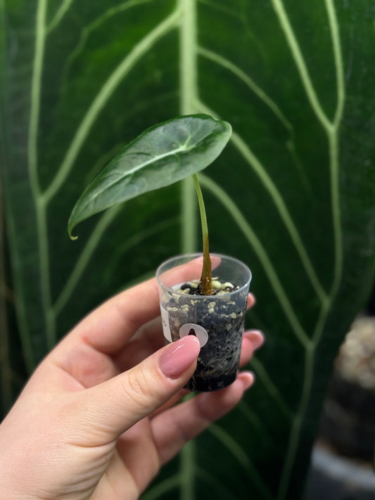Alocasia Watsoniana Nr.1