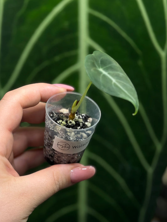 Alocasia Watsoniana Nr.3