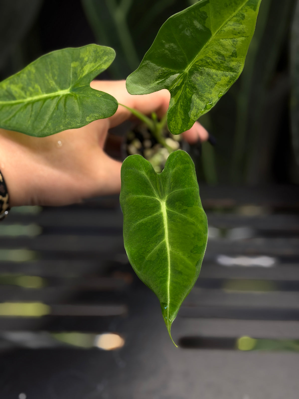 Alocasia Frydek Green on Green Cutting Nr.2