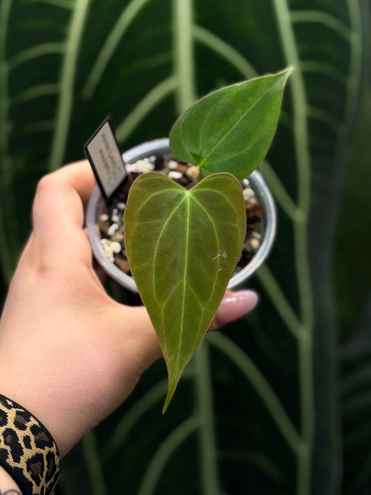 Anthurium Butterfly Mutation Cutting Nr.3