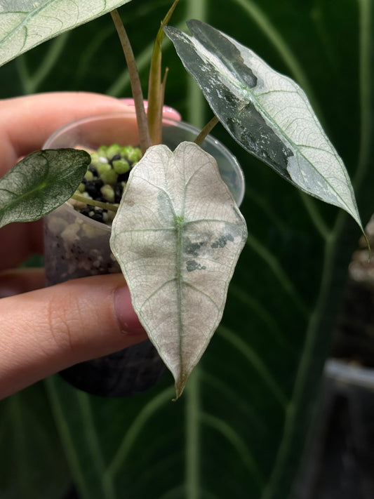 Alocasia Polly Pink Variegata Nr.1
