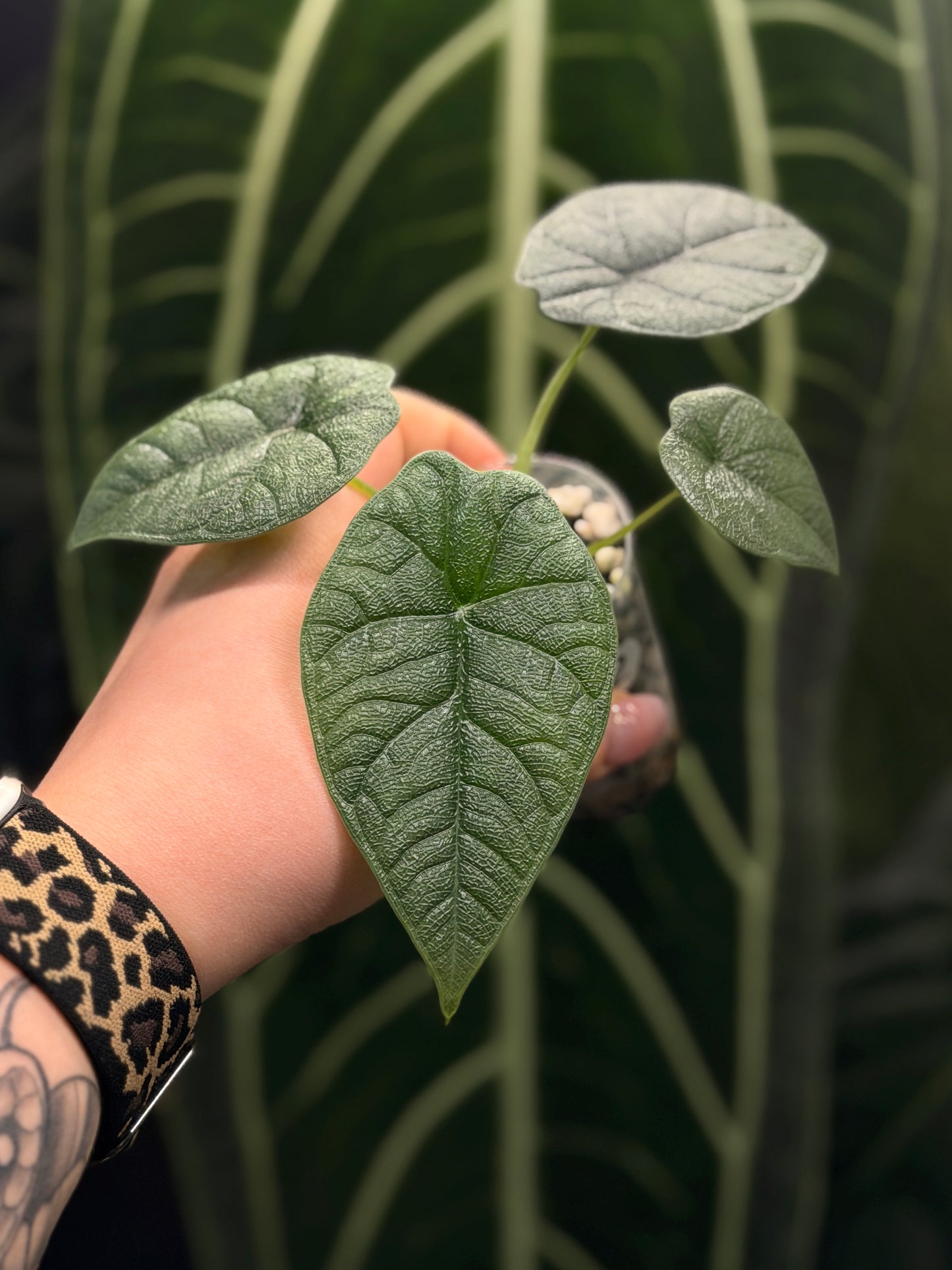 Alocasia Melo Nr.2