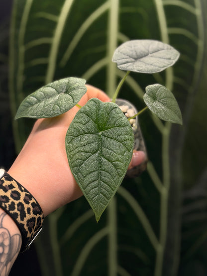 Alocasia Melo Nr.2