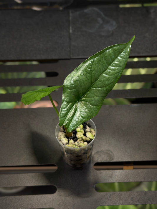 Alocasia Heterophylla 'Dragons Breath' Nr.6