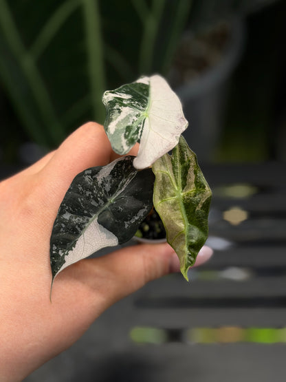 Alocasia Amazonica Pink Variegata