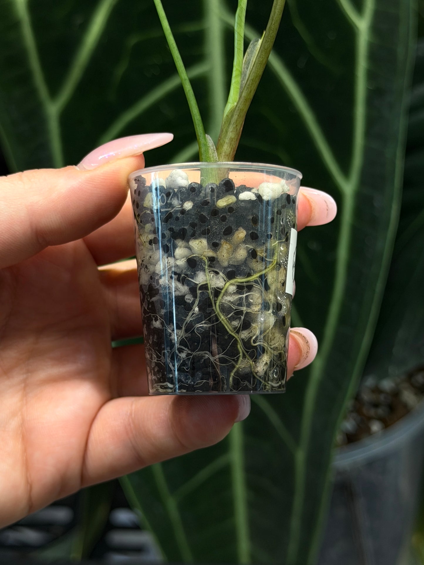 Alocasia Simpo Albo Low Variegata Nr.3