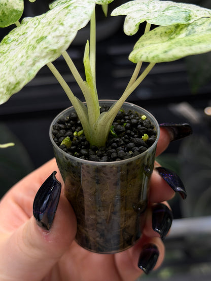 Alocasia Macrorrhiza Splash Nr.4