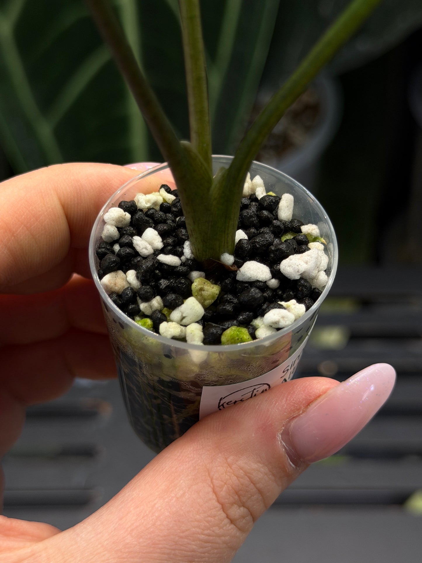 Alocasia Simpo Albo Low Variegata Nr.1